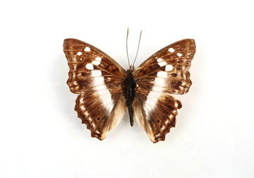 环带迷蛱蝶标本