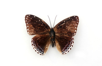 素饰蛱蝶的标本