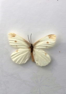 莱粉粉蝶标本