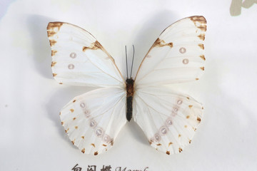白闪蝶标本