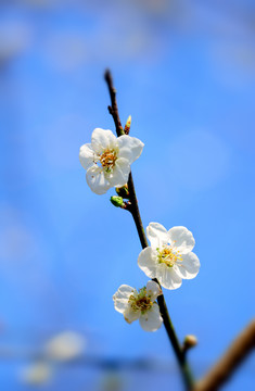 梅花