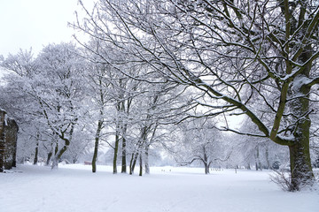 唯美树林雪景