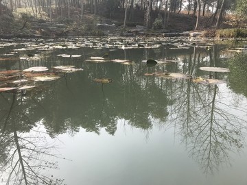 铜陵永泉山庄荷塘倒影