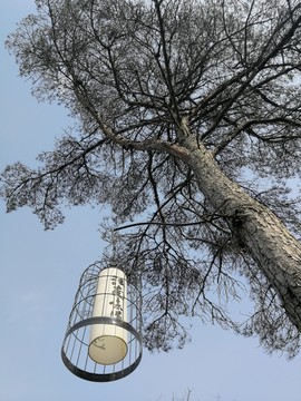 铜陵永泉山庄江南味道树灯