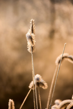 野草花