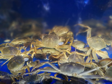 一群螃蟹