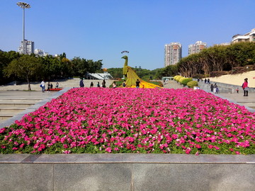 孔雀花坛 园林景观 鲜花广场