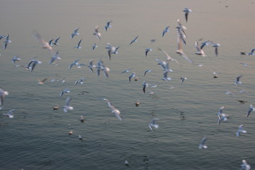 飞翔的海鸥