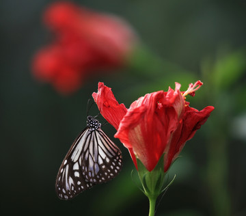 蝶恋花