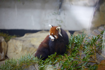 小熊猫