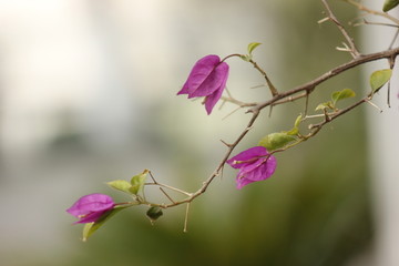 芦席汇