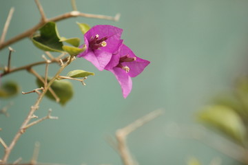 芦席汇