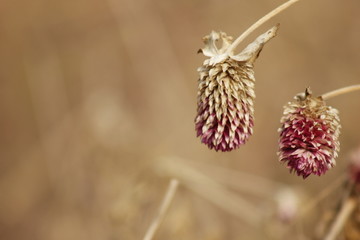 干花