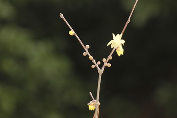 盛开的迎春花