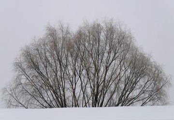 雪天树枝