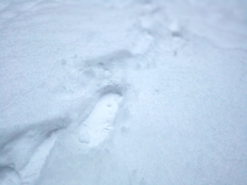 雪地上的一串脚印 一串脚印