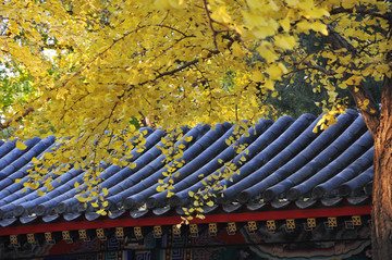 中式建筑的秋色之美