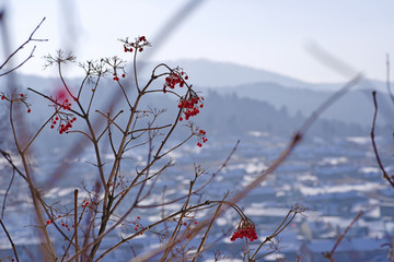 野果