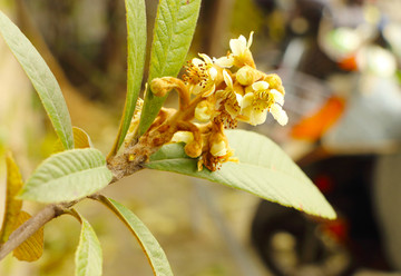 开花的枇杷树枝
