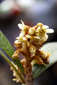 枇杷花枝