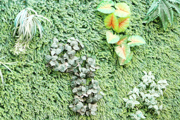 绿树植物背景墙