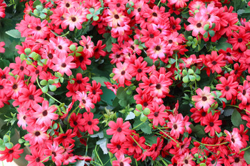 小花背景墙