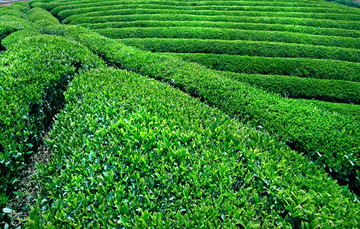 茶园 茶叶种植