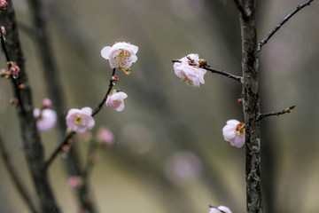 水墨梅花