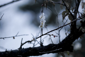 水墨梅花