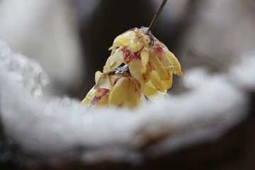 梅花傲雪盛开 （14）