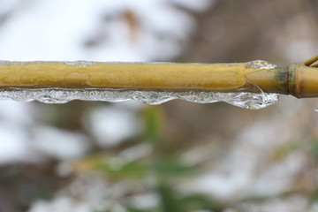 雪中竹子傲寒立 （15）