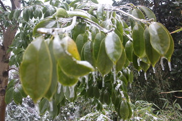 雪中樟树 （9）