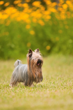 约克夏梗犬