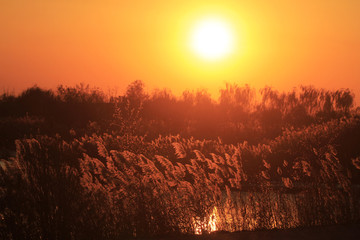 湿地夕阳红
