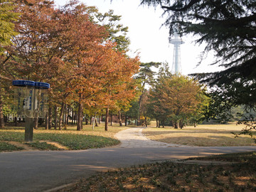 秋天的青岛中山公园