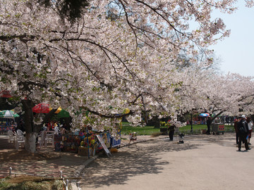 春季的青岛中山公园