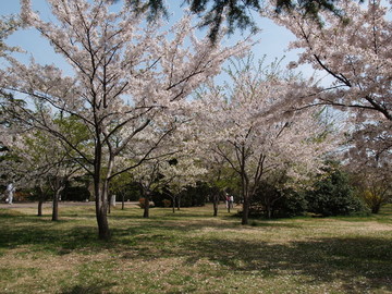 春季的青岛中山公园