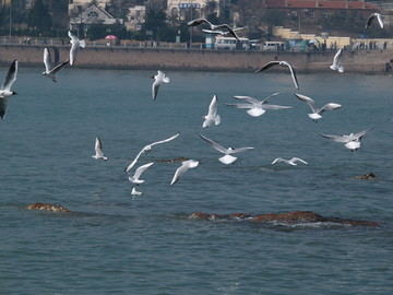 青岛初春的海鸥