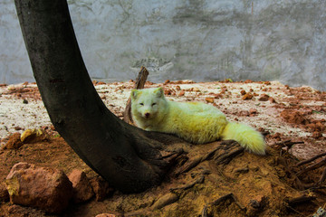 野生动物园白狐