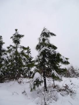 下雪松树