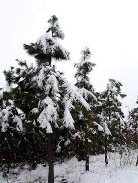 下雪松树