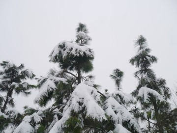 下雪松树