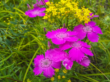 石柱子花