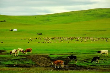 草原牛群蒙古包