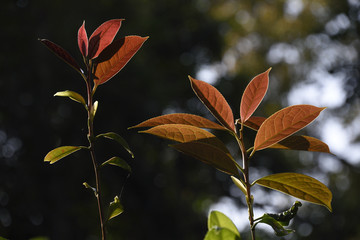 金花茶