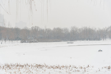 雪景