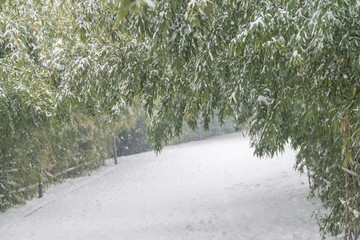 竹林 雪景