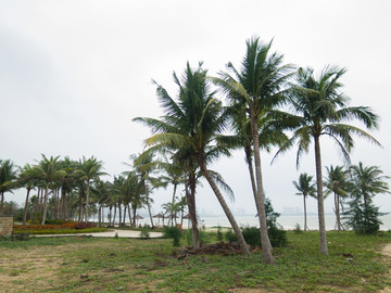 海南岛椰子树