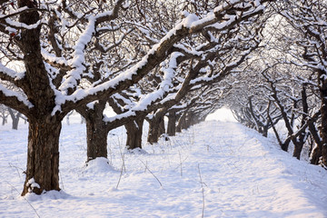 冬天 苹果树 果园 苹果园