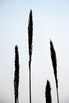 野草 芦苇 河边野草